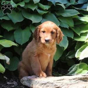 Regina, Irish Doodle Puppy